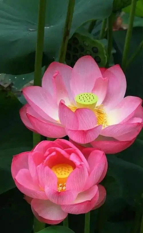 分享图片,各种颜色,姿态各异的荷花大全之一