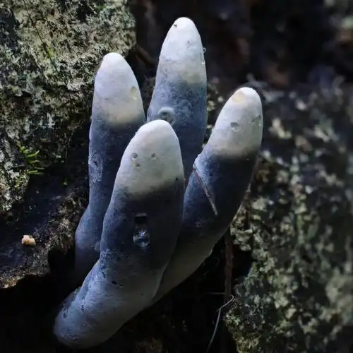 这些罕见的蘑菇还没吃进嘴里就让人开始眩晕了