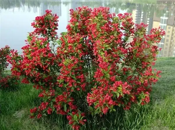 北方庭院耐寒观赏花树(北方四季常青耐寒庭院绿植)