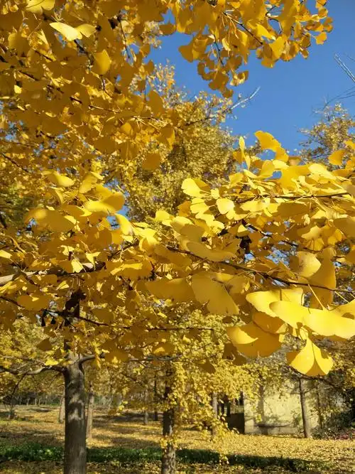 老家的黄金满地,美醉了