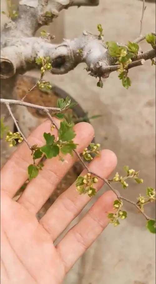 爆花——朴树也疯狂!