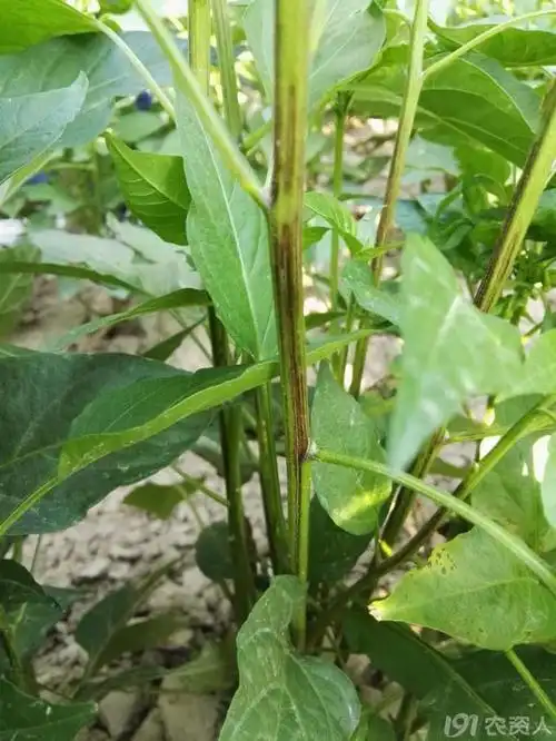 辣椒疫病实拍图