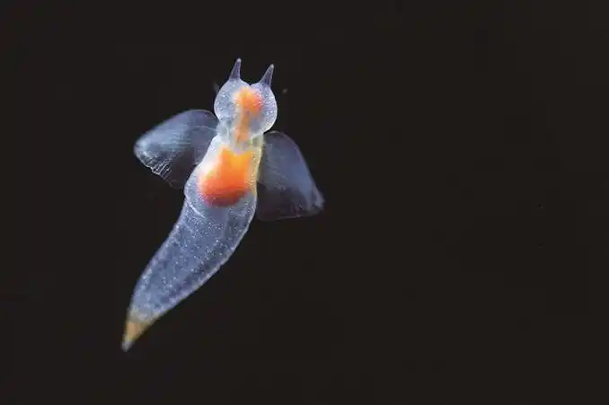 日本展出珍稀冰海精灵如天使浮动梦幻唯美