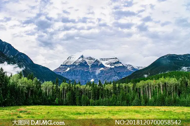 雪山下的树林和草地摄影图片