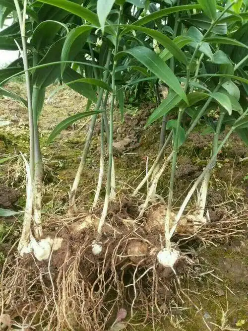 黄精又叫老虎姜,鸡头参,鸡头黄精,按原植物和药材性状的差异,黄精可
