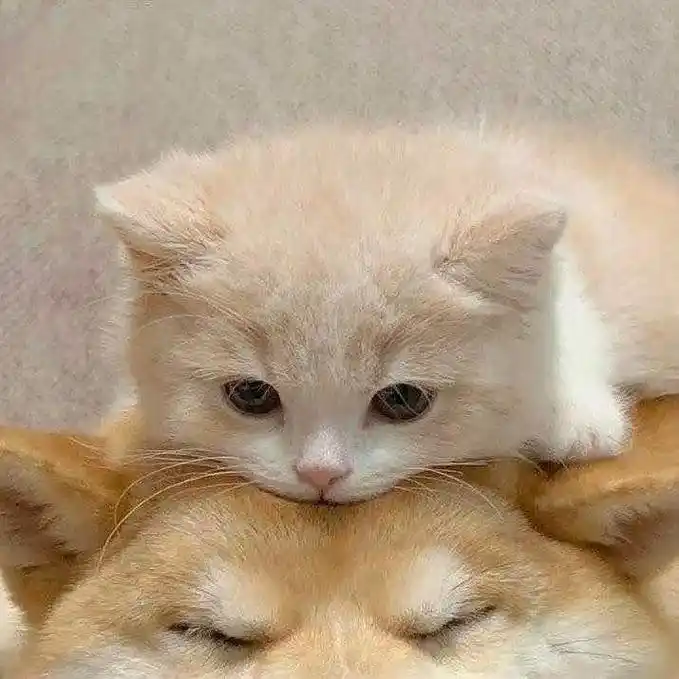 欢迎取图 #优质头像 #猫狗头像 #情侣头像  - 抖音