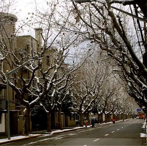 我在魔都观雪景(2018年初,末三场雪景)
