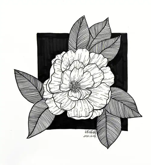 针管笔手绘  #花卉  #装饰画  #黑白线描装饰画  #控笔训练  #每日