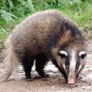 白面五行属如何用五行来划分五谷