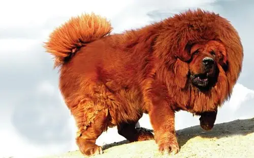 山东铁包金藏獒/山东狮头幼獒03