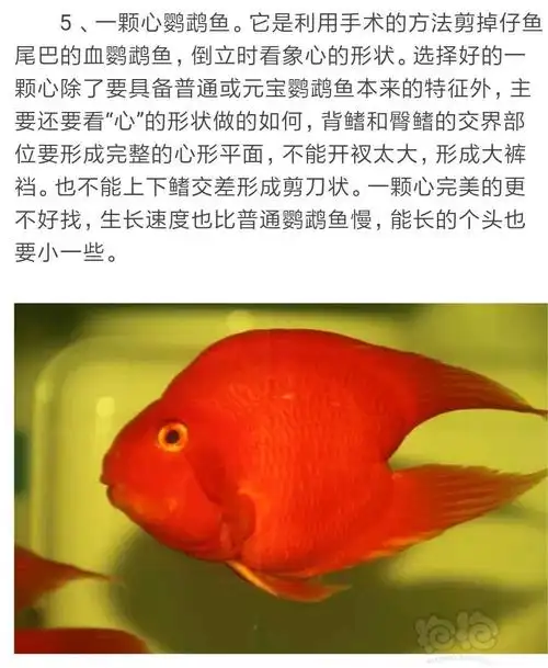 其它鹦鹉鱼种类图解1