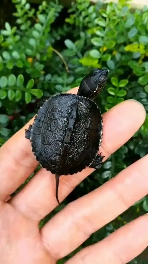 黑颈龟,特别稀有的龟种,平时很难能见得到