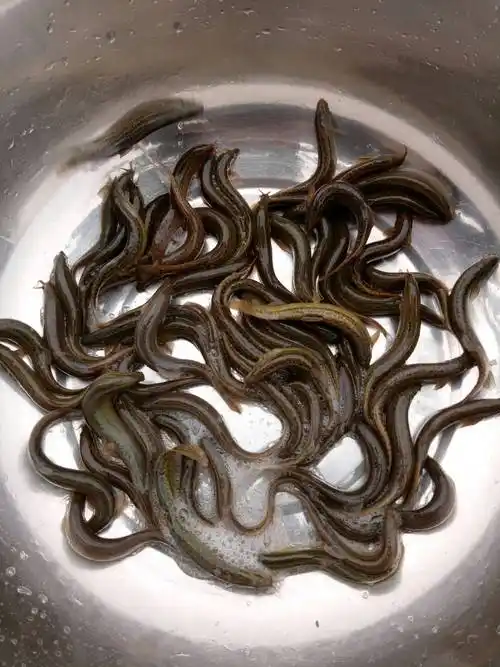 花泥鳅 人工养殖 10-15cm 50-60尾/公斤