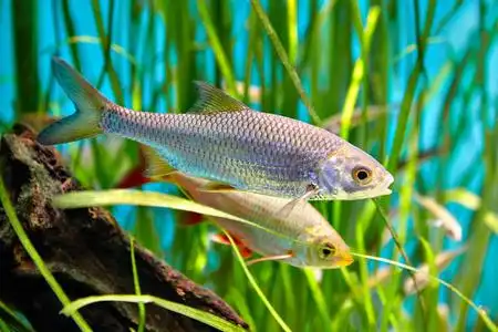 陆克文是游泳水下, 淡水鱼, 属于鲤鱼家庭鱼照片