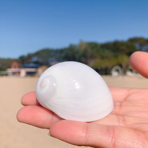 卷贝鱼寄居蟹备用替换壳白玉螺白猫眼螺天然海螺鱼缸造景装饰摆件