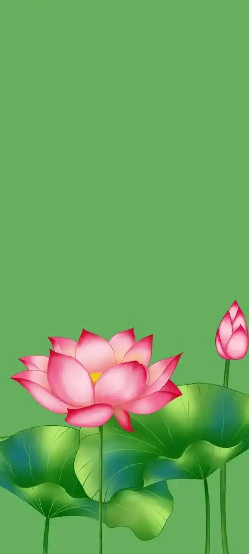 清新绿色护眼荷花壁纸