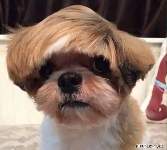 笑不笑由你超酷的狗狗发型