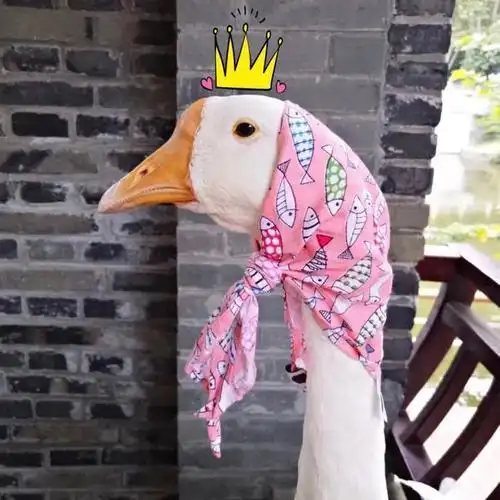 首页123456下一页精选头像搞笑的大白话诗关于大白鹅的搞笑网名搞笑的