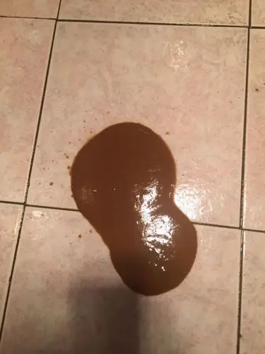 狗狗拉屎拉稀成这样子是什么情况,精神还不错,好几天都是这样子的,屎