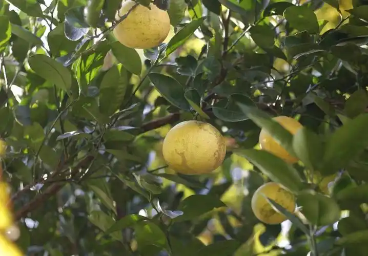 一棵树的一年立冬榉树