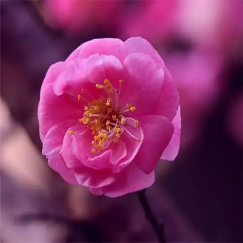 花开富贵头像 适合妈妈们用的高清好看花开富贵图片微信头像_微信头像