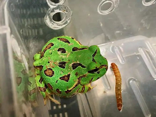 草原角蛙,长得太南美了_高清图集_新浪网