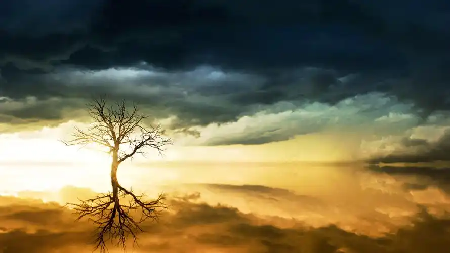 阴天光秃秃的树照片