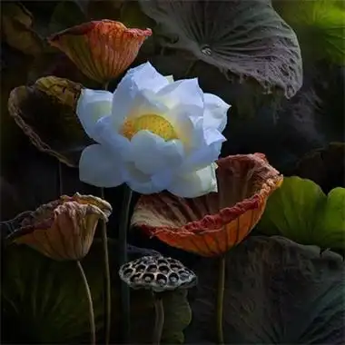 高清好看中老年荷花头像图片 年轻人可以用的微信荷花头像_植物头像