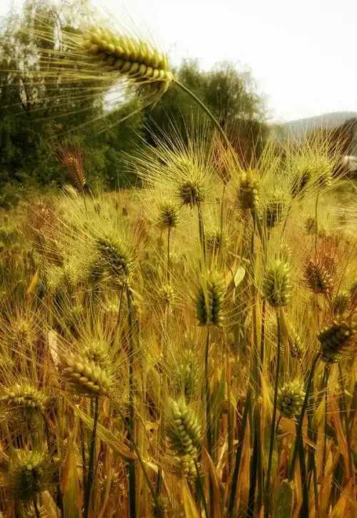 远处蔚蓝天空下涌动着金色的麦浪,那是心中一片充满希望的原野,芬芳着
