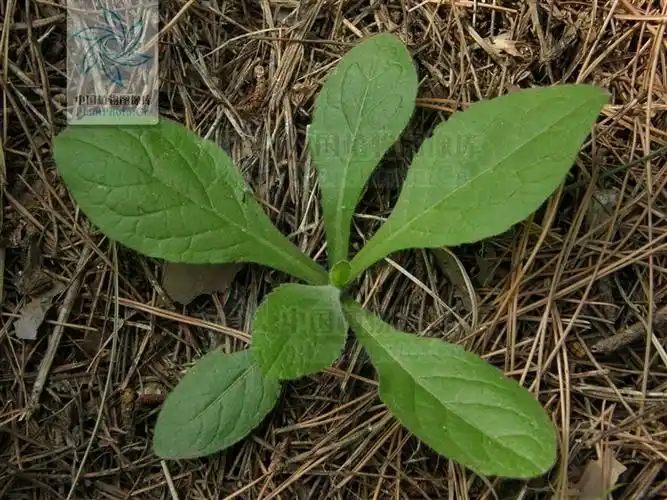 烟管头草 carpesium cernuum