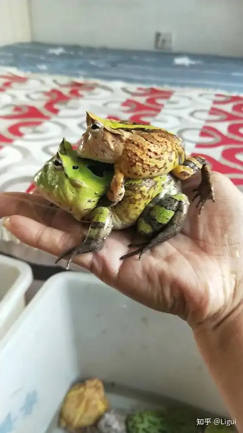 霸王角蛙生长过程