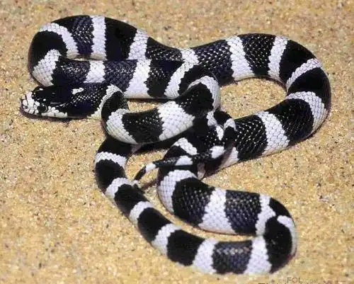 银环蛇作为我国最毒的蛇类,人们在日常生活中应该学会保护自己