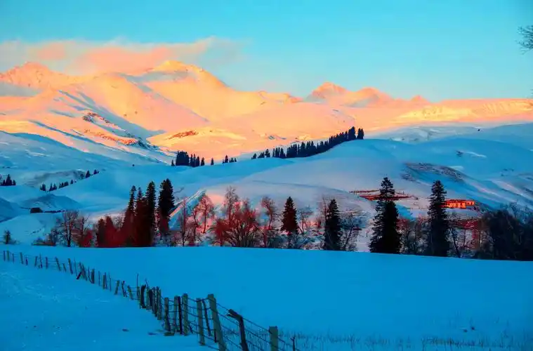 镜头|草原上的"金山" 美不胜收