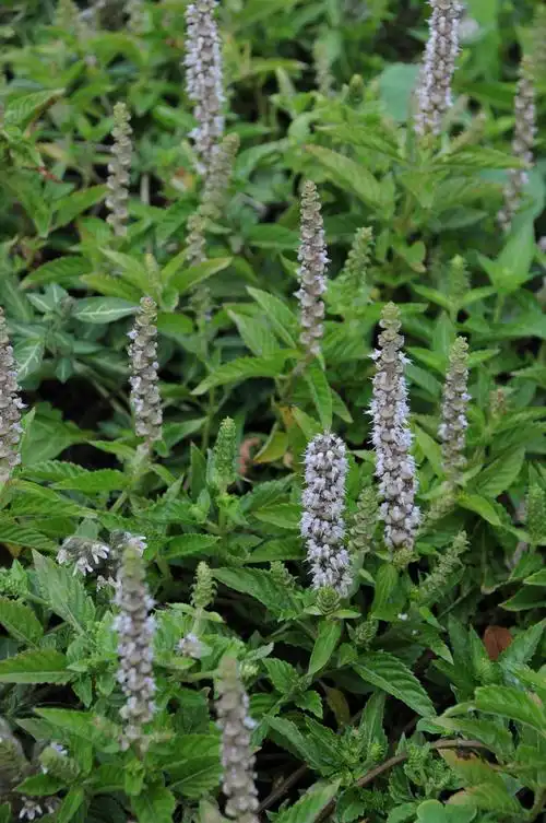 凉粉草mesonachinensis