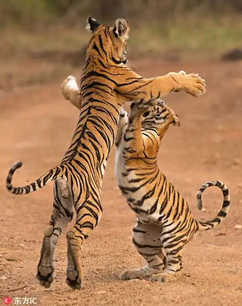 印度小老虎路边打架斗殴模样搞笑似跳热舞