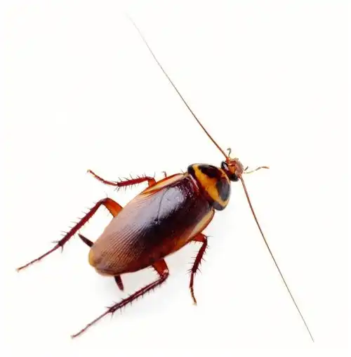 如何灭蟑螂最有效