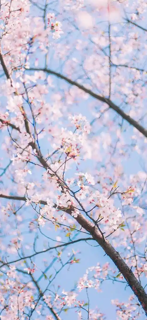 小清新唯美樱花高清手机壁纸