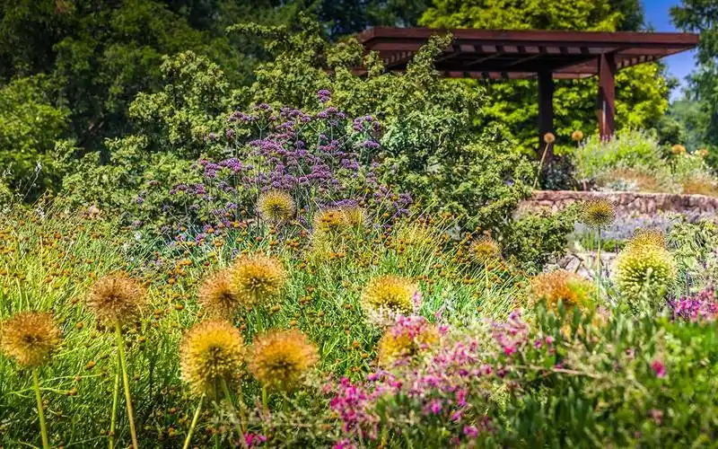 夏日隐藏打卡点辰山植物园球宿根园对称式花境进入最佳观赏期