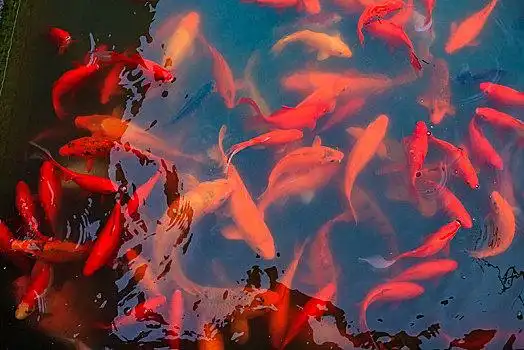 鱼,锦鲤,红鱼,游,活力,游动