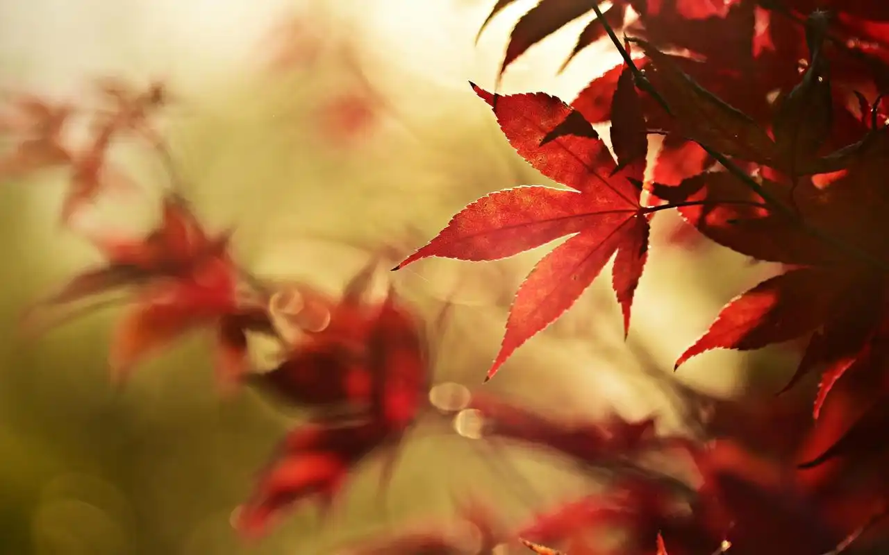 超美秋季红枫叶图片桌面壁纸