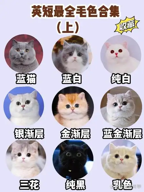 英国短毛猫 集合毛色 价格 解决挑猫纠结症