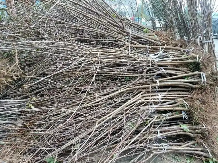 车厘子树苗几年结果		盆栽车厘子树苗种