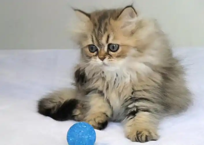 金吉拉为什么不能养(金吉拉猫为什么鲜少人养?这几点"劝退"了很多人)