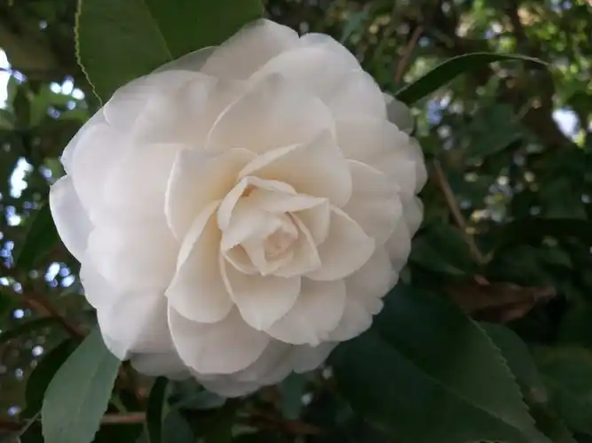 白色茶花,很纯洁