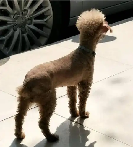 带狗狗做造型,结果回来后抑郁了,泰迪:主人我是和你有仇吗?