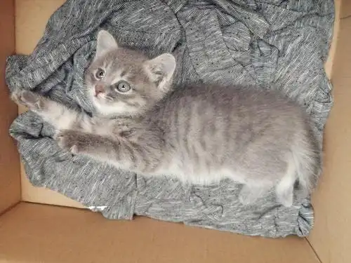 这种灰色的狸花猫长大了条纹会不会更明显呢?