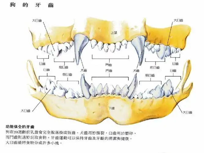 犬解剖结构与生理习性ppt