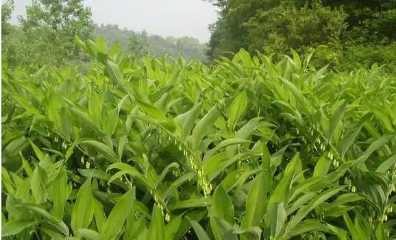 玉竹图片大全什么是玉竹