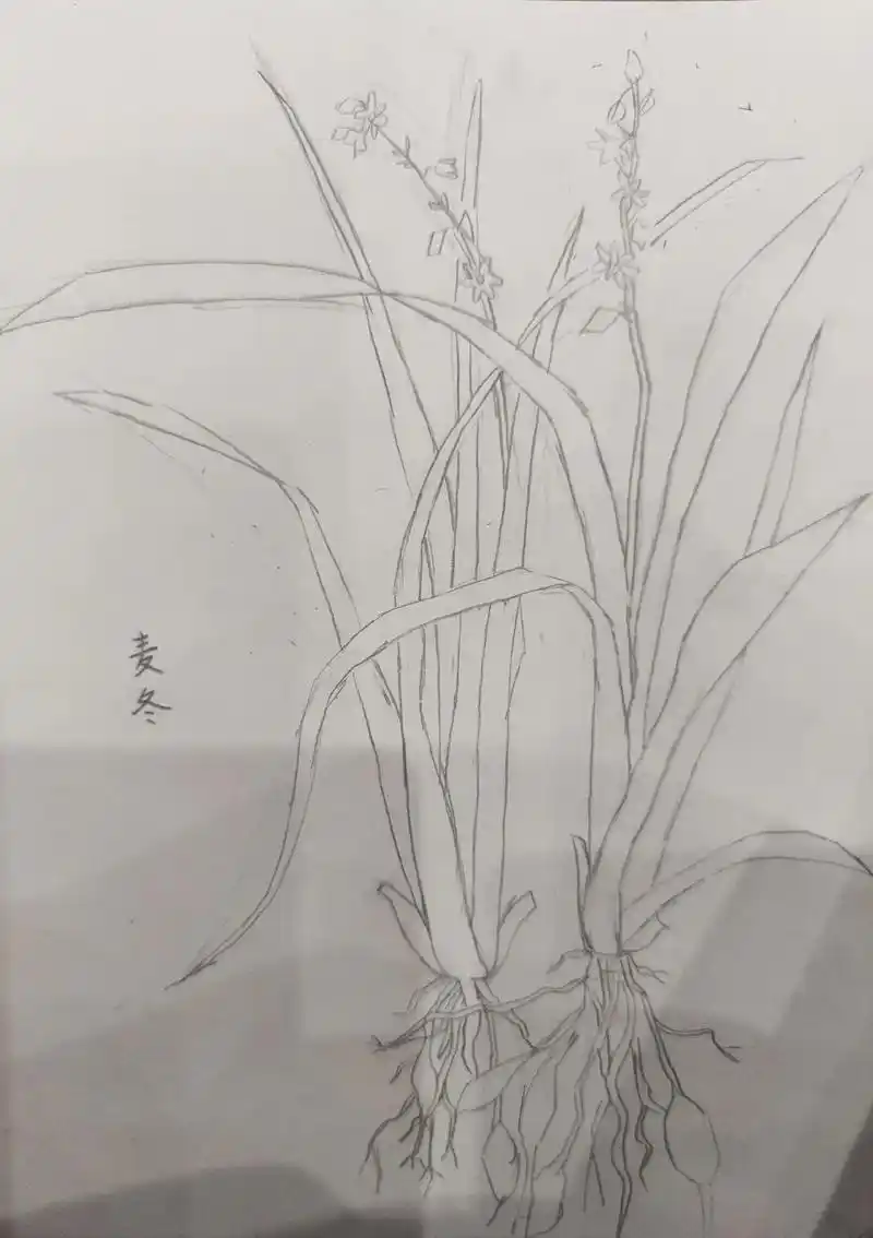 #手绘中草药 『麦冬』 - 抖音