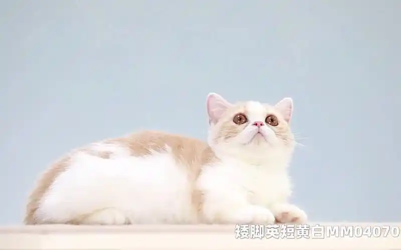 【宠物猫咪】【英短黄白幼猫】分享一只甜甜的猫咪